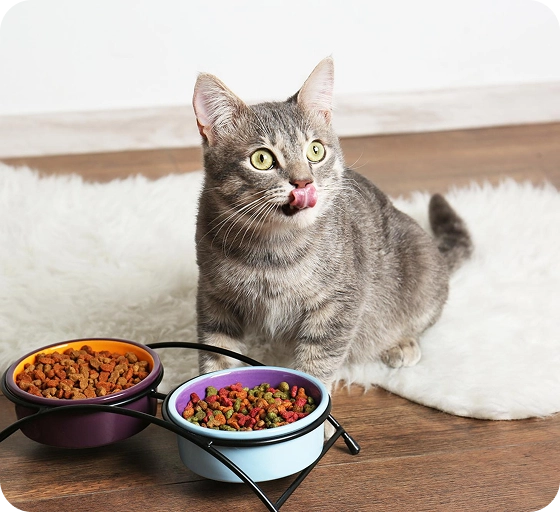 Protein-Rich Nutrition Cats Naturally Need