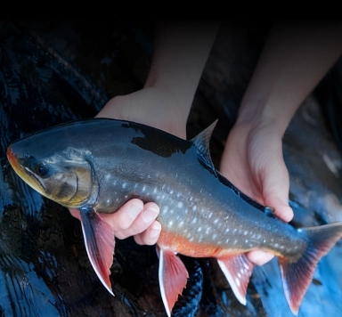 Superior, Fresh Ingredients